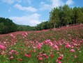 成都市九桥物流有限公司 四川玖桥物流？